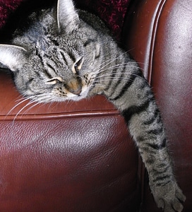 Sleeping chair pet photo