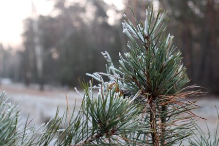 Spruce leann frost photo