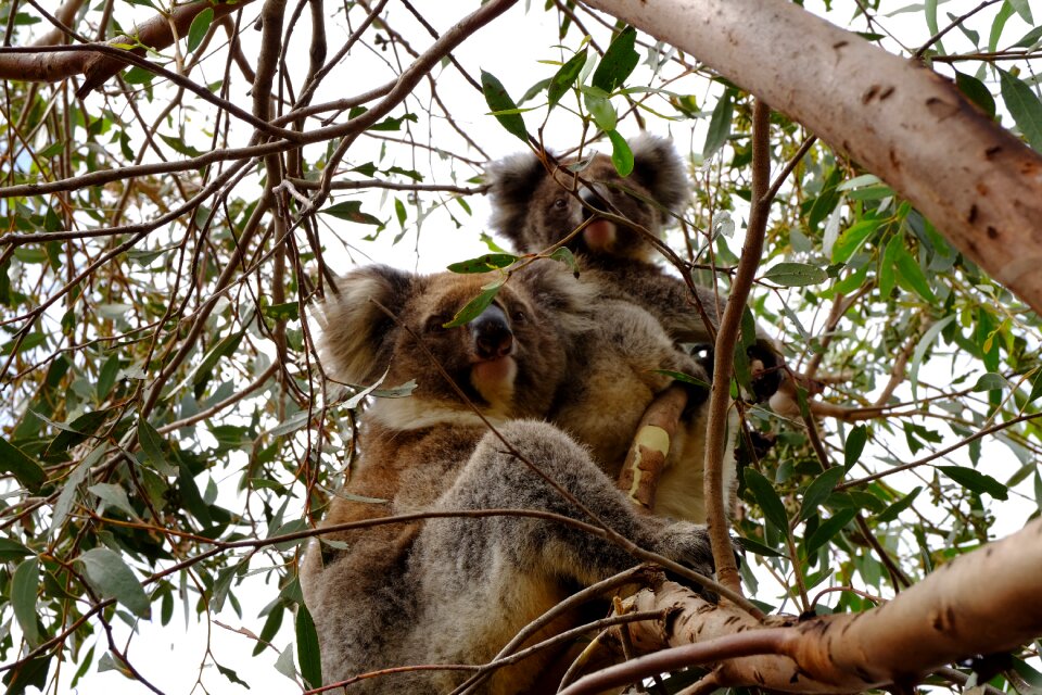 Australia nature paws