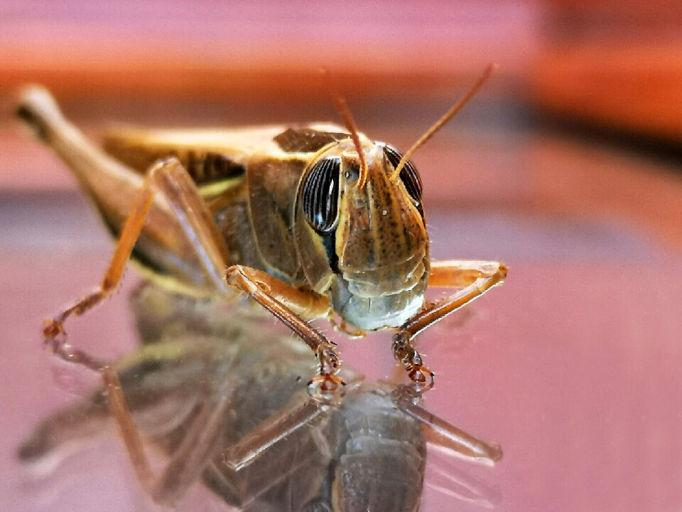 Animals cricket environment