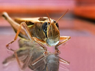 Animals cricket environment
