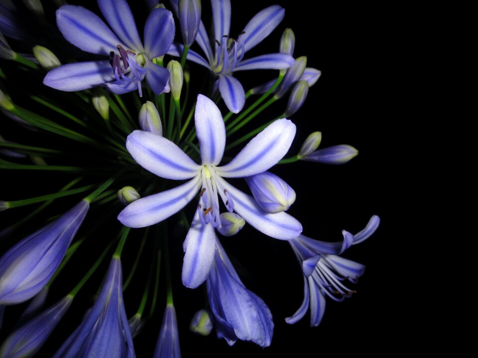 Romantic bloom spring