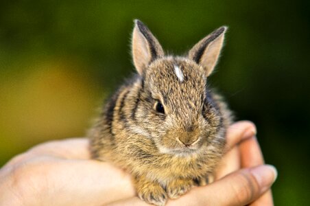 Small hare cute photo