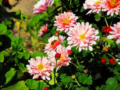 Plant pink nature