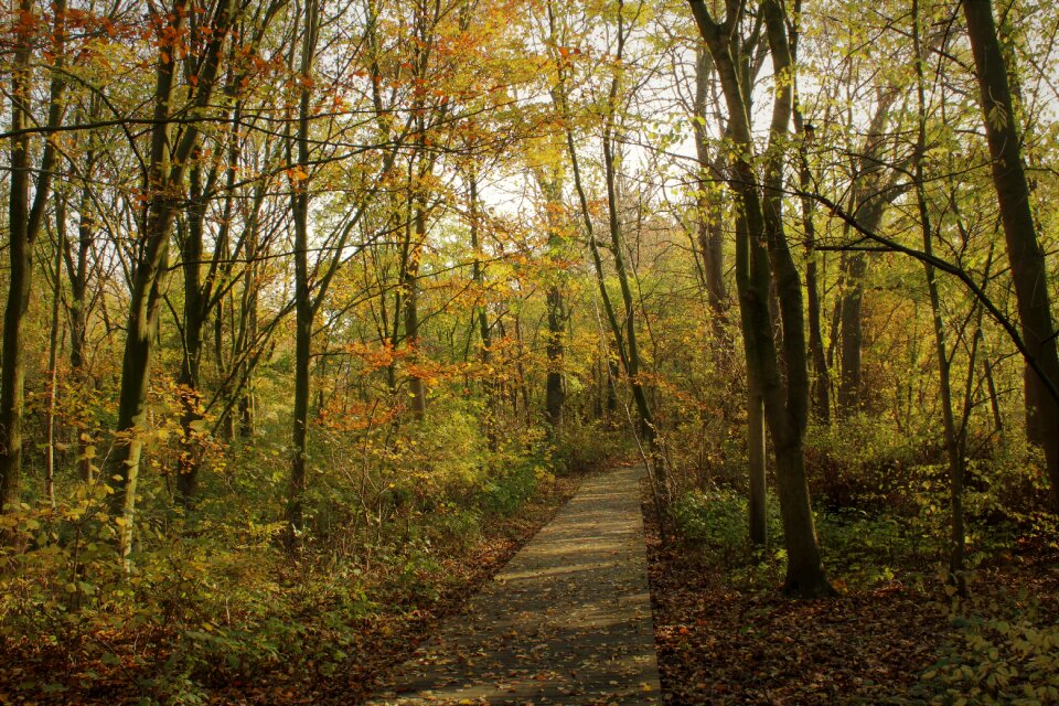 Fall colors fall foliage colorful