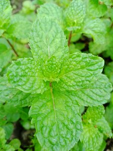 Mint green herb