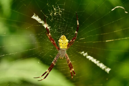 Legs arachnophobia creepy