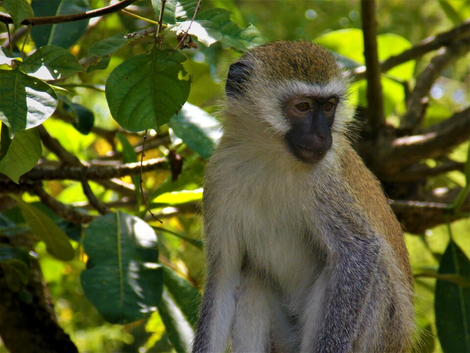 African monkey animal