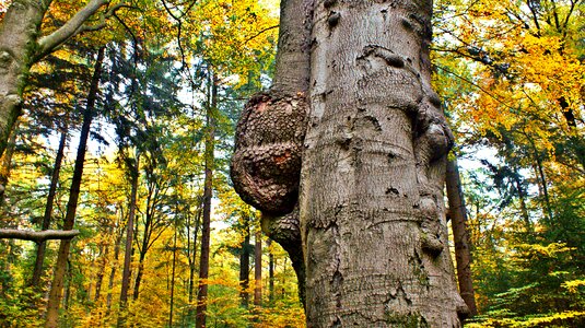 Autumn natural pore