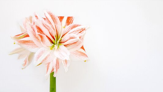 Bulbous plant indoor photo