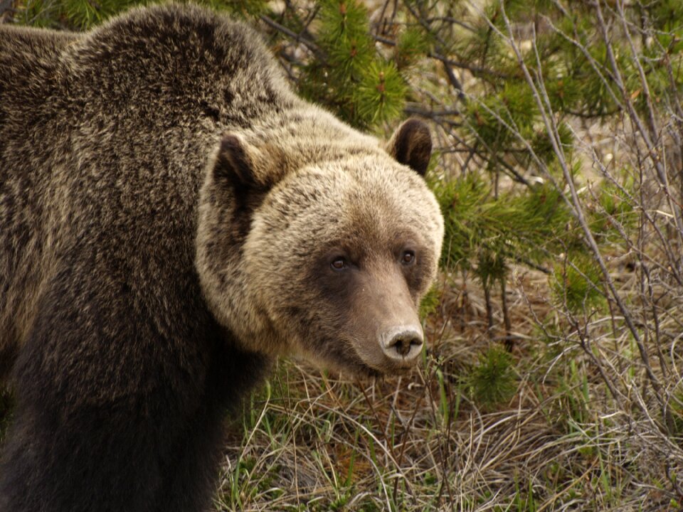 Predator foraging dangerous