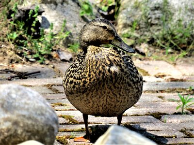 Female mallard duck mallards duck closeup