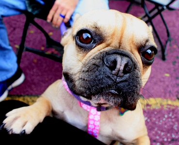 French bull dog breed pet