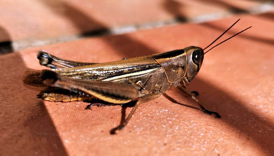 Animals cricket environment