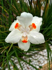 Flower white flower white flower and orange