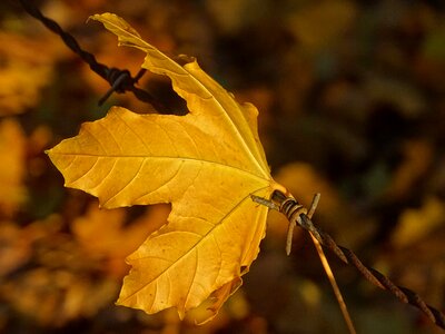Nature fall retained