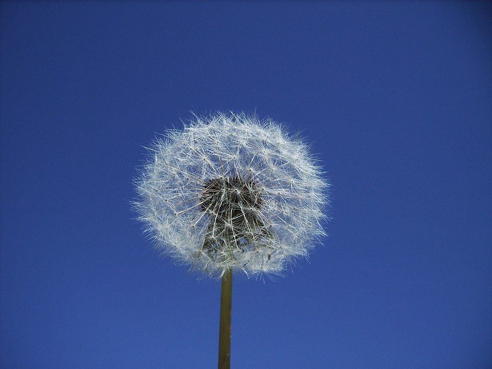 Plant sky blossom photo