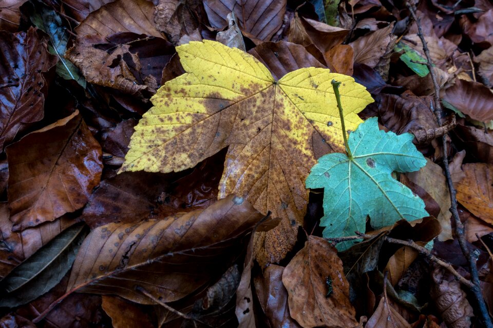 Green autumn colours fall leaves