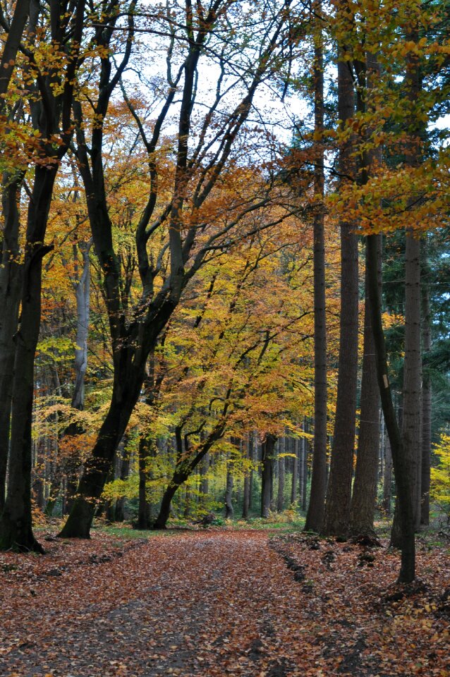 Fall leaves landscape photo