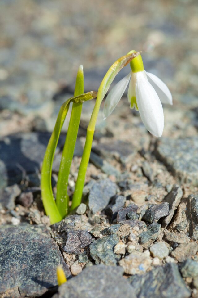 Nature background blossom