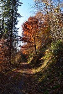 Fall foliage colorful fall color photo