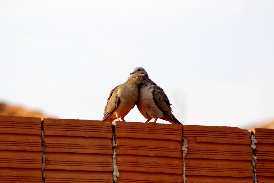 Nature birds together