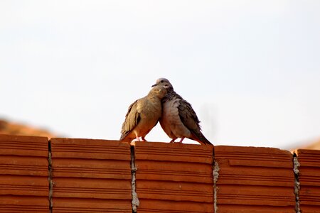 Nature birds together