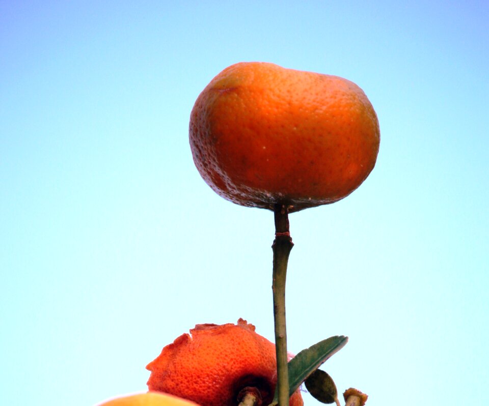 Orange fruit tropical