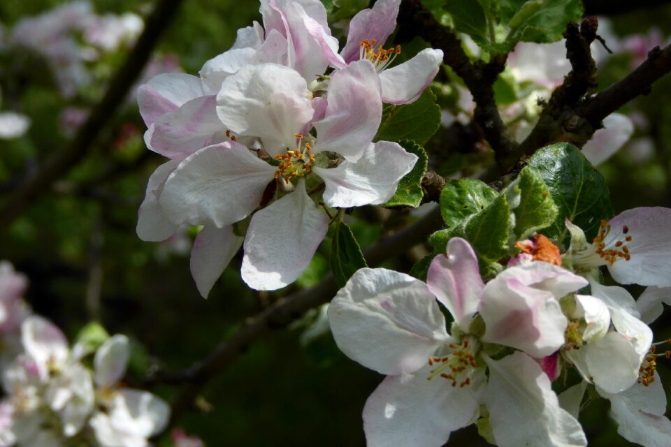 Fruit tree close up malus photo