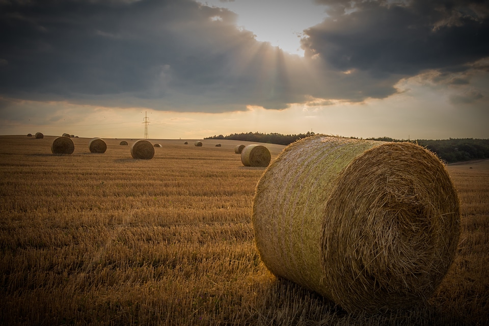 Cereals economy bales