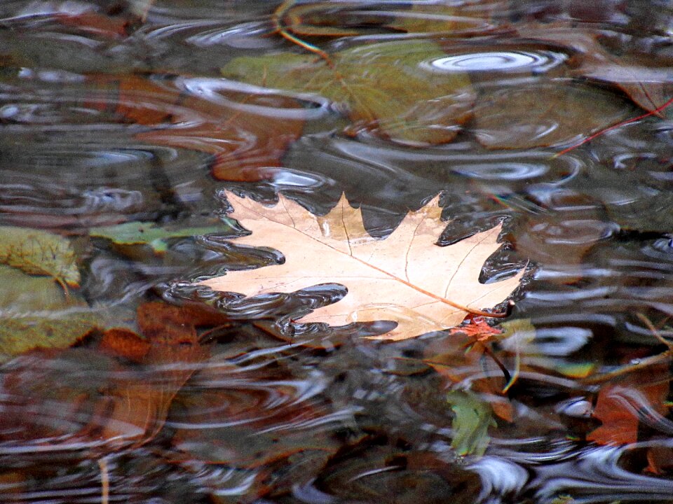 Green wet pond