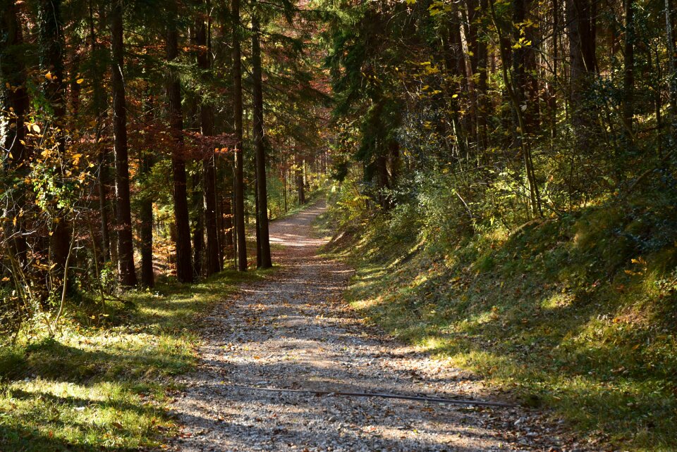Nature forest path mystical