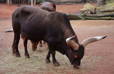 Ruminant cattle agriculture photo