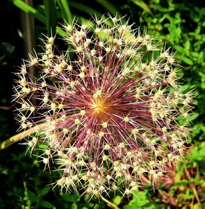 Plant nature propagation