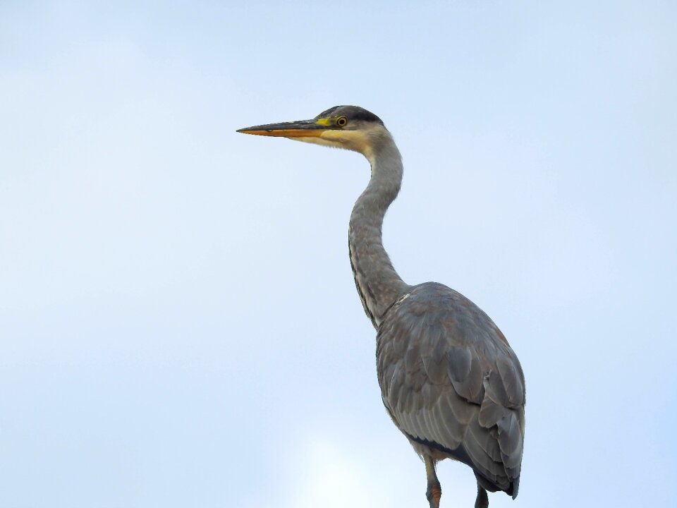 Nature animal world sky