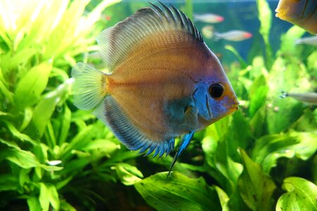 Aquarium cichlid south america photo