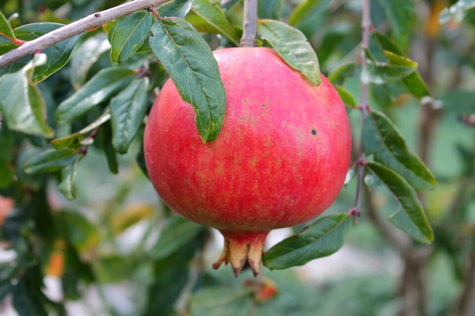 Pomegranate fruits red