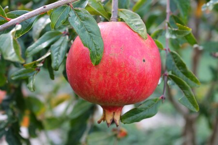 Pomegranate fruits red