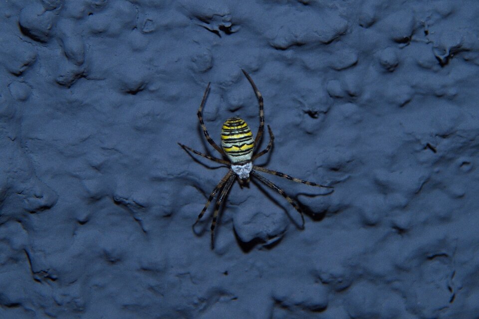 Animal insect striped