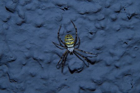 Animal insect striped