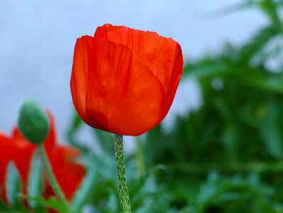 Garden nature red