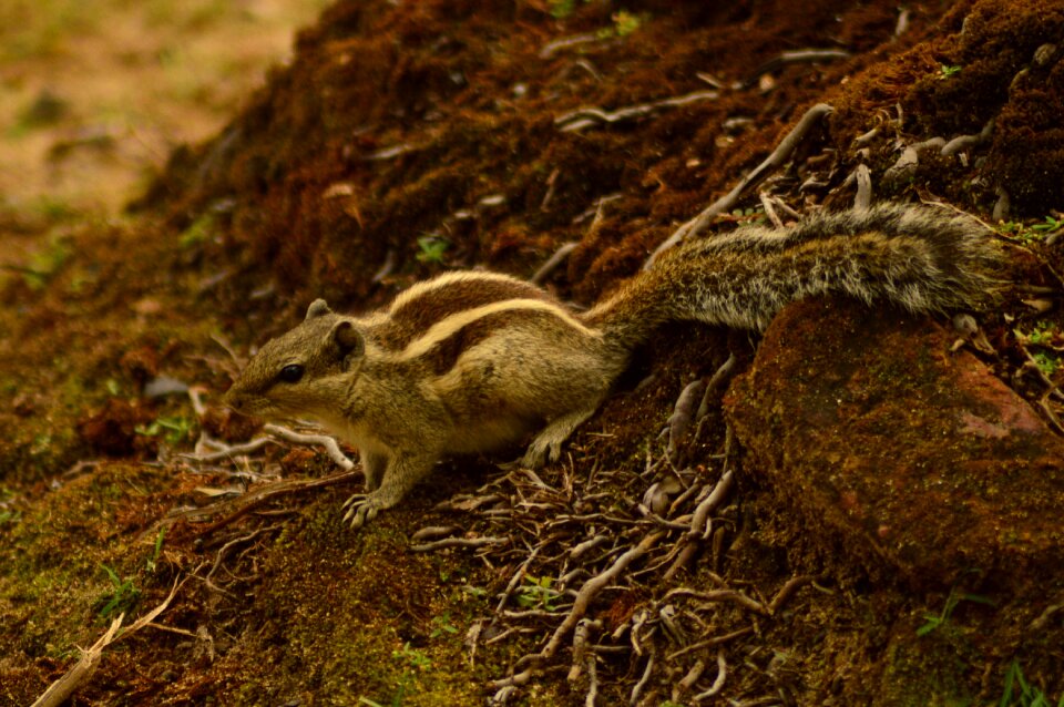 Rodent animal cute