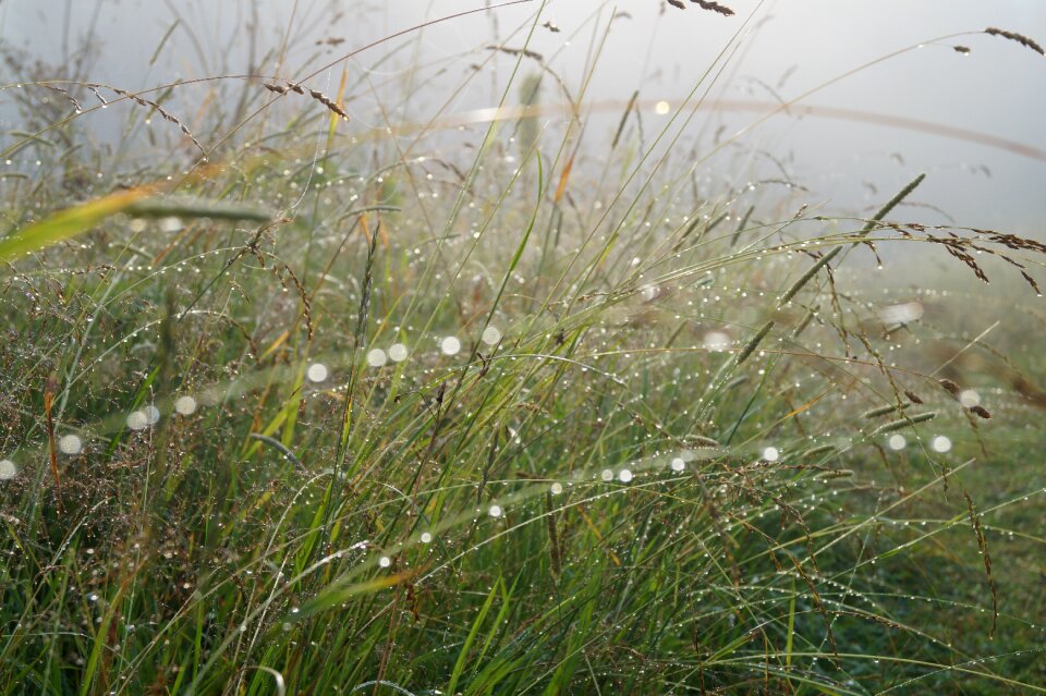 In the morning nature tranquility