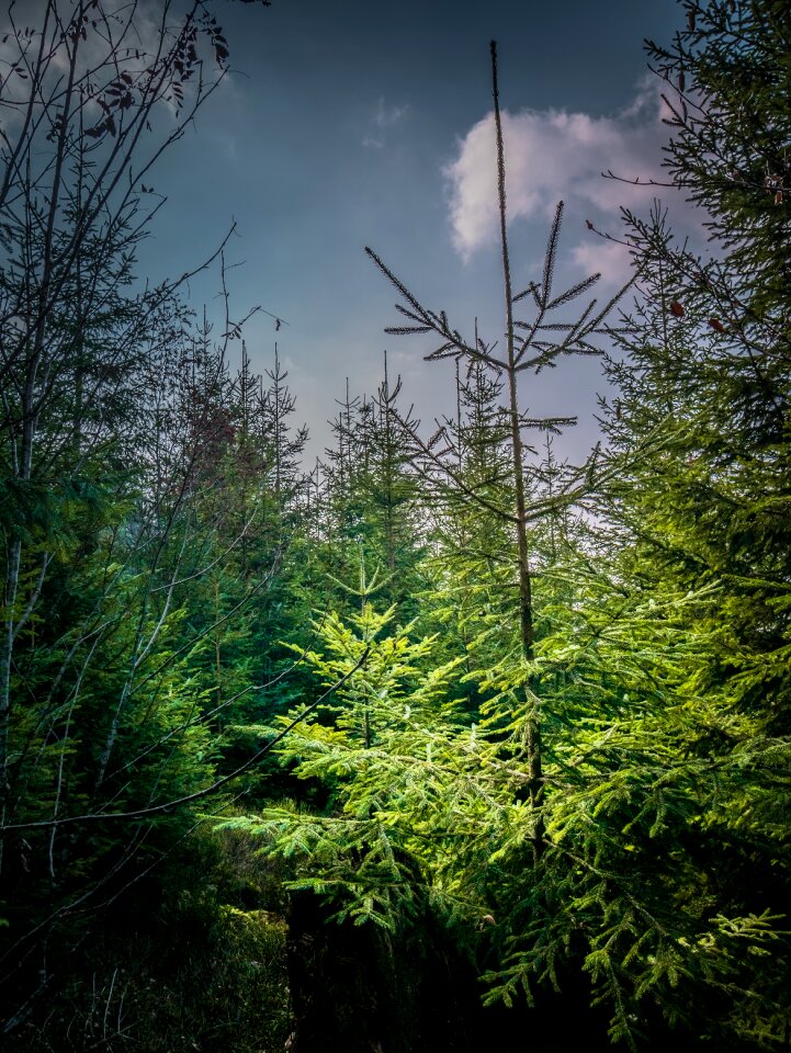 Nature landscape trees