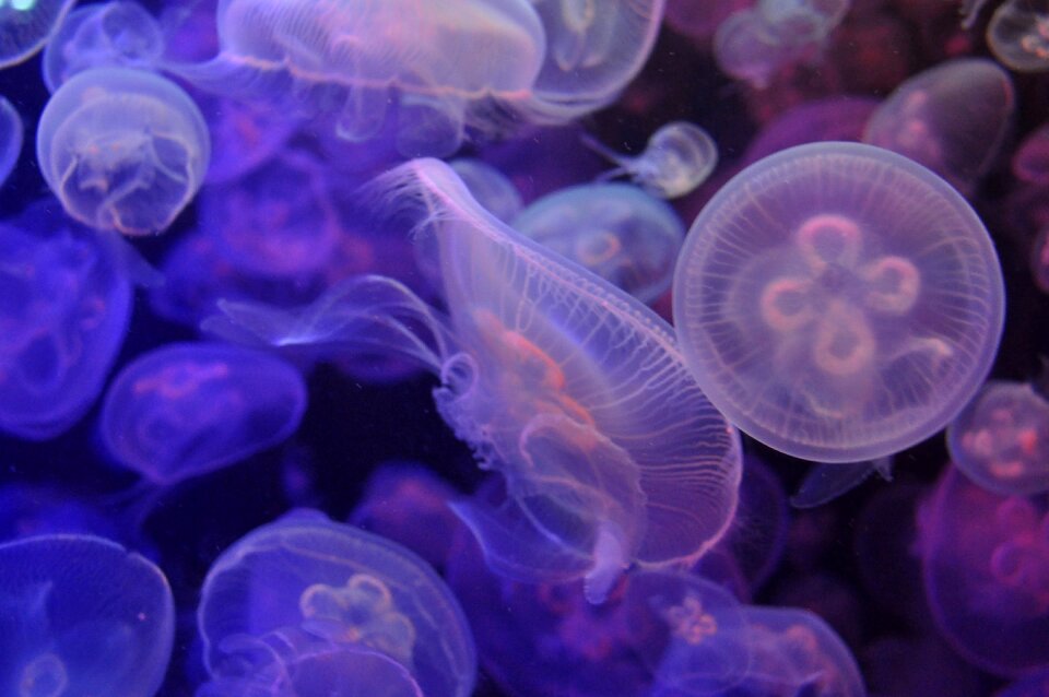 Jellyfish aquarium violet