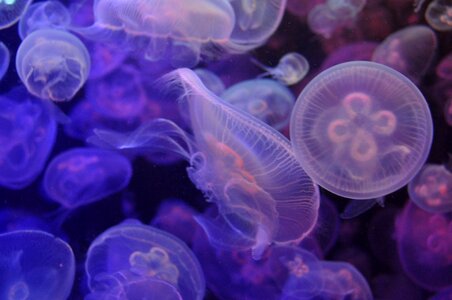 Jellyfish aquarium violet photo