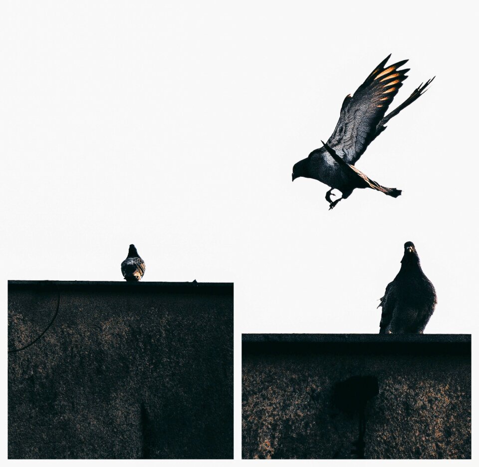 Flight beak beautiful
