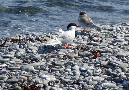 Beach sea vigur photo