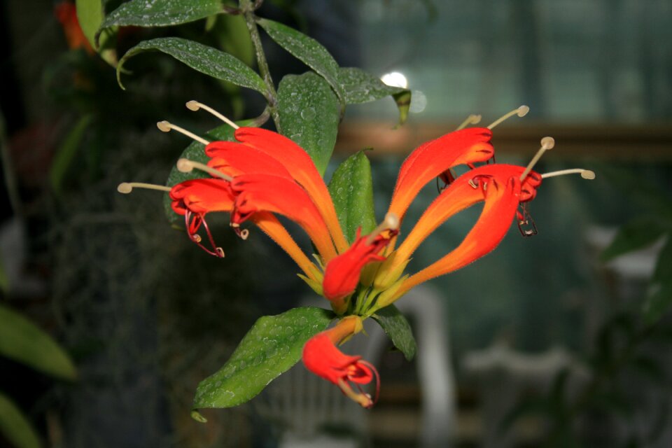 Orchid garden tropics