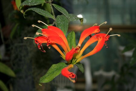 Orchid garden tropics